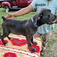 Purple, a female Cane Corso for sale in Ruther Glen, VA – Photo 6 of 7