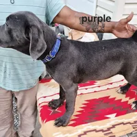 Purple, a female Cane Corso for sale in Ruther Glen, VA – Photo 4 of 7