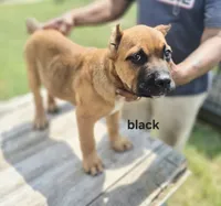 Black collar male , a male Cane Corso for sale in Ruther Glen, VA – 3 of 9