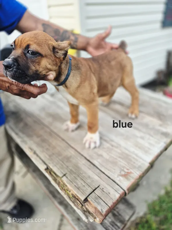 Blue Collar male  – Cane Corso puppy for sale in Ruther Glen, VA