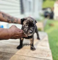 Green collar , a male Cane Corso for sale in Ruther Glen, VA – 4 of 8