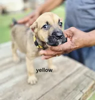 Yellow collar female , a female Cane Corso for sale in Ruther Glen, VA – 3 of 7