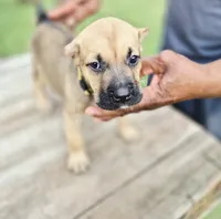 Yellow collar female , a female Cane Corso for sale in Ruther Glen, VA – 6 of 7
