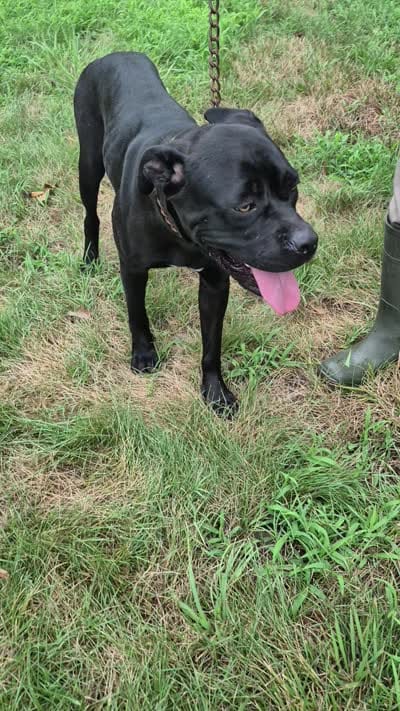 Yellow, a female Cane Corso for sale in Ruther Glen, VA – 5 of 5