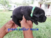 Green collar , a male Cane Corso for sale in Ruther Glen, VA – 4 of 6