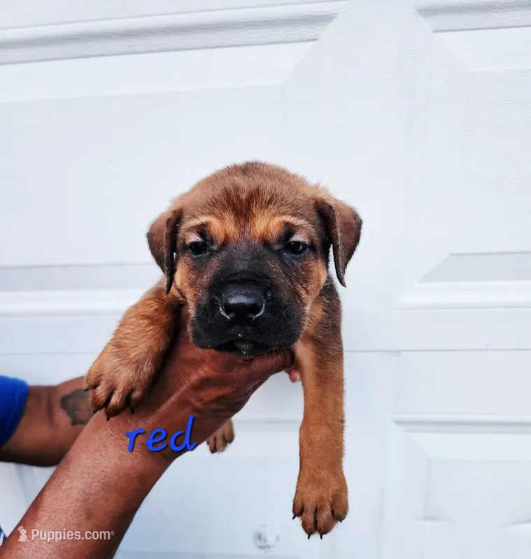Red collar  – Cane Corso puppy for sale in Ruther Glen, VA