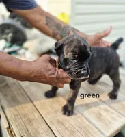 Green collar , a male Cane Corso for sale in Ruther Glen, VA – 2 of 8