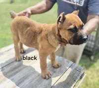Black collar male , a male Cane Corso for sale in Ruther Glen, VA – 7 of 9