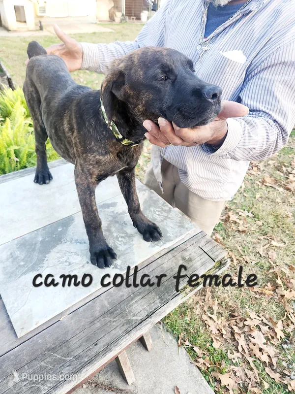 Camo collar female