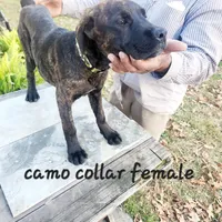 Camo collar female, a female Cane Corso for sale in Ruther Glen, VA – Photo 1 of 6