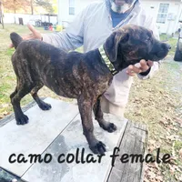 Camo collar female, a female Cane Corso for sale in Ruther Glen, VA – Photo 3 of 6