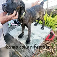 Camo collar female, a female Cane Corso for sale in Ruther Glen, VA – Photo 6 of 6