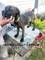 processed/1b2ff697-34ba-418a-bb6a-733c37c79592/listing/485bd734-987d-4e15-bad6-619dc4dc94ca/26b8ed8f-ae67-47d2-b42e-ff61007d1945