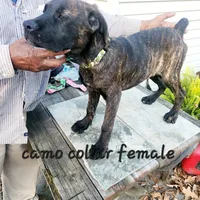 Camo collar female, a female Cane Corso for sale in Ruther Glen, VA – Photo 5 of 6