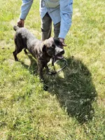 Camo collar female, a female Cane Corso for sale in Ruther Glen, VA – 8 of 8