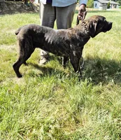 Camo collar female, a female Cane Corso for sale in Ruther Glen, VA – 2 of 8