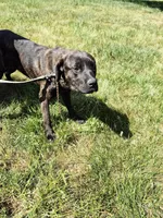 Camo collar female, a female Cane Corso for sale in Ruther Glen, VA – 5 of 8