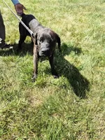 Camo collar female, a female Cane Corso for sale in Ruther Glen, VA – 7 of 8