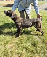 Camo collar female, a female Cane Corso for sale in Ruther Glen, VA – 3 of 8