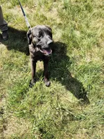 Camo collar female, a female Cane Corso for sale in Ruther Glen, VA – 6 of 8