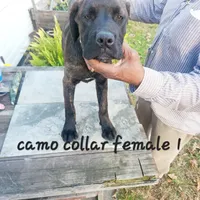 Camo collar female, a female Cane Corso for sale in Ruther Glen, VA – Photo 4 of 6