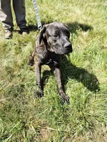 Camo collar female, a female Cane Corso for sale in Ruther Glen, VA – 4 of 8