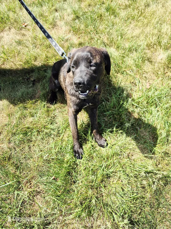 Camo collar female, a female Cane Corso for sale in Ruther Glen, VA – 1 of 8