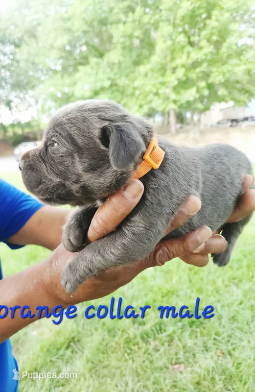 Orange collar – Cane Corso puppy for sale in Ruther Glen, VA