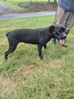Yellow, a female Cane Corso for sale in Ruther Glen, VA – 1 of 5