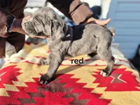 Red collar, a male Cane Corso for sale in Ruther Glen, VA – Photo 4 of 6