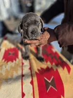 Red collar, a male Cane Corso for sale in Ruther Glen, VA – Photo 6 of 6