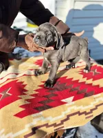 Red collar, a male Cane Corso for sale in Ruther Glen, VA – Photo 5 of 6