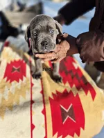 Red collar, a male Cane Corso for sale in Ruther Glen, VA – Photo 3 of 6
