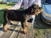 Purple collar, a female Rottweiler for sale in Ruther Glen, VA – Photo 3 of 6