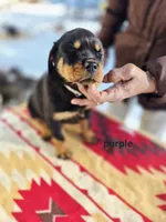 processed/1b2ff697-34ba-418a-bb6a-733c37c79592/listing/4e04217a-12de-4f17-8066-33c363967e40/2bdf0c92-b87c-4fe4-a316-7faca8596832