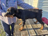 Purple collar, a female Rottweiler for sale in Ruther Glen, VA – Photo 2 of 6