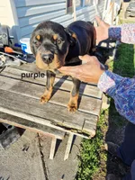Purple collar, a female Rottweiler for sale in Ruther Glen, VA – Photo 1 of 6