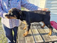 Purple collar, a female Rottweiler for sale in Ruther Glen, VA – Photo 5 of 6