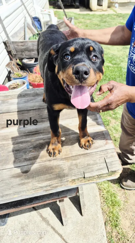 Purple collar – Rottweiler puppy for sale in Ruther Glen, VA
