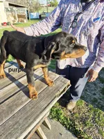 Purple collar, a female Rottweiler for sale in Ruther Glen, VA – Photo 6 of 6