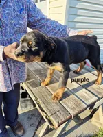 Purple collar, a female Rottweiler for sale in Ruther Glen, VA – Photo 4 of 6