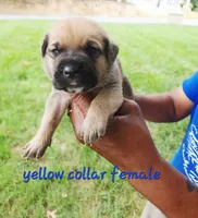 Yellow collar female , a female Cane Corso for sale in Ruther Glen, VA – 6 of 7
