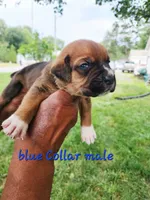 Blue Collar male , a male Cane Corso for sale in Ruther Glen, VA – 5 of 6
