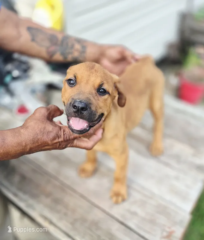 Orange  – Rottweiler, Cane Corso puppy for sale in Ruther Glen, VA