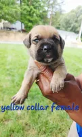 Yellow collar female , a female Cane Corso for sale in Ruther Glen, VA – 7 of 7