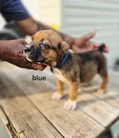 Blue Collar male , a male Cane Corso for sale in Ruther Glen, VA – 5 of 8