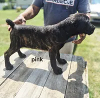 Pink collar , a female Cane Corso for sale in Ruther Glen, VA – 5 of 7