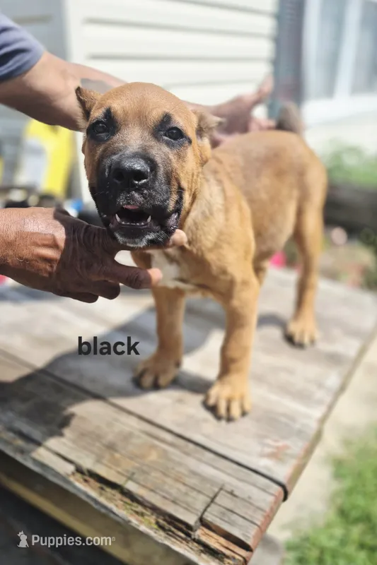 Black collar male  – Cane Corso puppy for sale in Ruther Glen, VA
