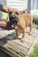 Black collar male , a male Cane Corso for sale in Ruther Glen, VA – 1 of 9