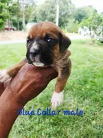 Blue Collar male , a male Cane Corso for sale in Ruther Glen, VA – 4 of 6